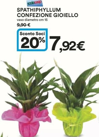 Coop Piante offerta