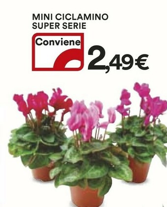 Coop Piante offerta