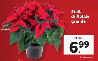 Lidl Stella di Natale grande offerta