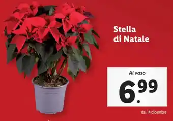 Lidl Stella di Natale offerta