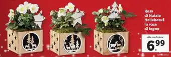 Lidl Rosa di Natale Helleborus in vaso di legno. offerta