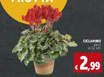 Ciclamino