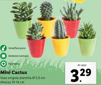 Lidl Mini Cactus Vaso singola piantina Ø 5,5 cm Altezza 10-14 cm offerta