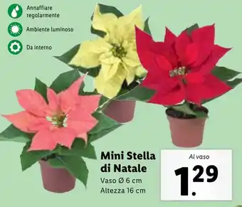 Lidl Mini Stella di Natale Vaso Ø 6 cm Altezza 16 cm offerta