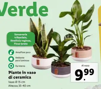 Lidl Piante in vaso di ceramica Vaso Ø 15 cm Altezza 35-40 cm offerta