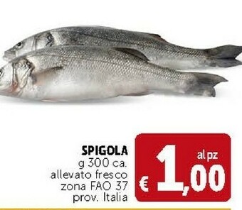 Deco Supermercati Spigola offerta
