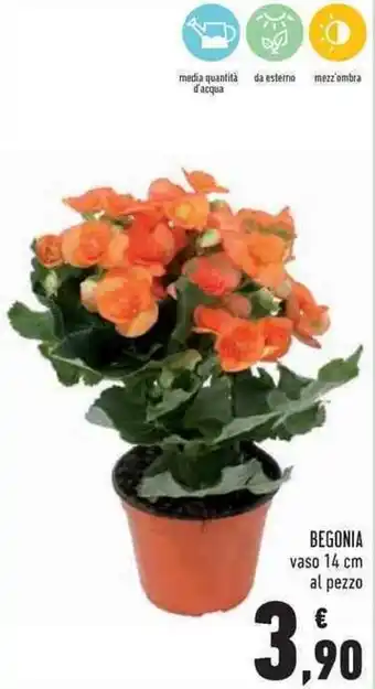 Begonia