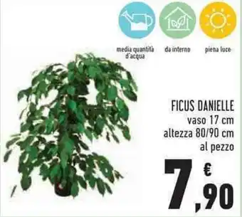 Ficus Danielle