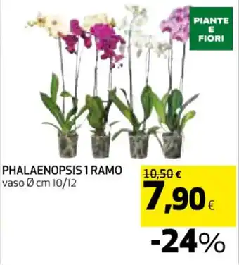 Coop PHALAENOPSIS 1 RAMO vaso Ø cm 10/12 offerta