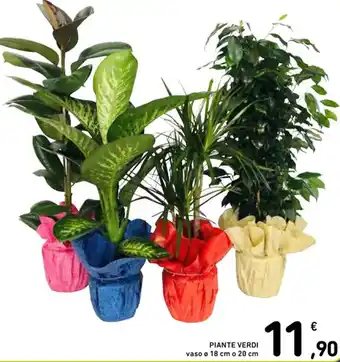 Spazio Conad PIANTE VERDI vaso ø 18 cm o 20 cm offerta