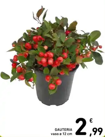 Spazio Conad GAUTERIA vaso Ø 12 cm offerta