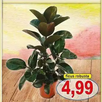 Ficus Robusta