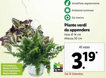 Lidl Piante Verdi Da Appendere offerta