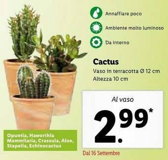 Lidl Cactus offerta