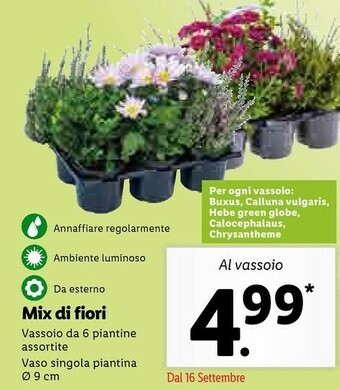 Lidl Mix Di Fiori offerta
