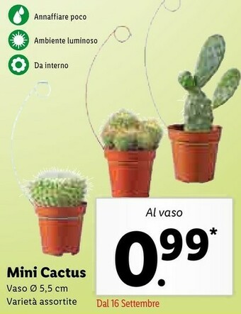 Lidl Mini Cactus offerta