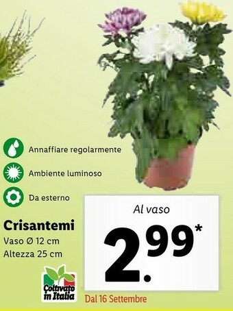 Lidl Crisantemi Al Vaso offerta