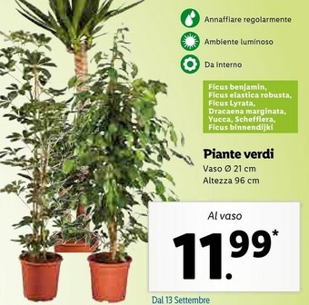 Lidl Piante Verdi offerta
