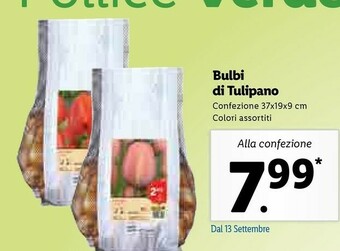 Lidl Bulbi Di Tulipano offerta