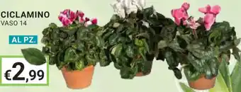 Eté CICLAMINO VASO 14 offerta