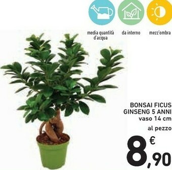 Conad Bonsai Ficus Ginseng 5 Anni offerta