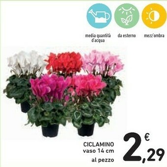 Conad Ciclamino offerta