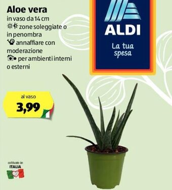 ALDI Aloe Vera offerta