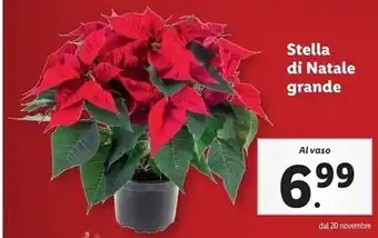 Stella di natale grande