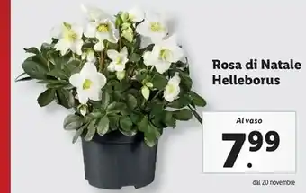 Lidl Rosa di natale helleborus offerta