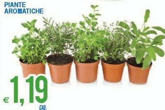 MD Discount Piante offerta