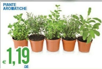 MD Discount Piante offerta