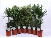 Piante verdi mix vaso ø 21 cm