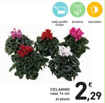 Ciclamino