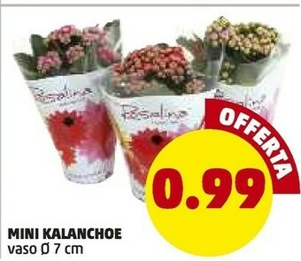 PENNY Penny Mini Kalanchoe offerta