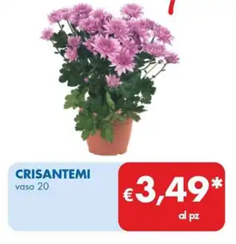 CRISANTEMI vaso 20