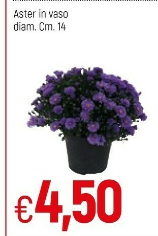 Famila Piante offerta