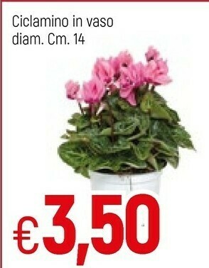 Famila Piante offerta