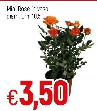 Famila Piante offerta