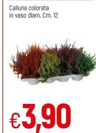 Famila Piante offerta