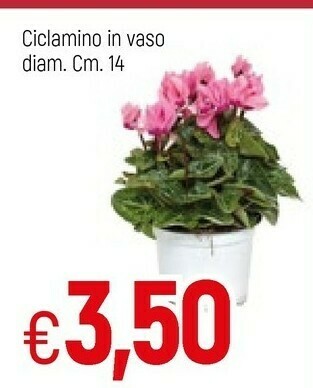 Famila Piante offerta
