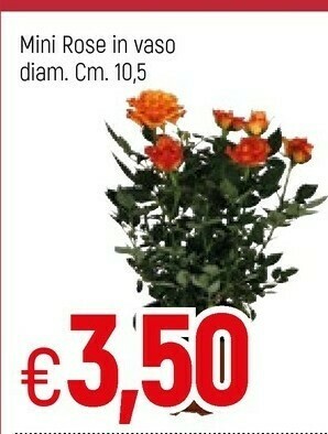 Famila Piante offerta