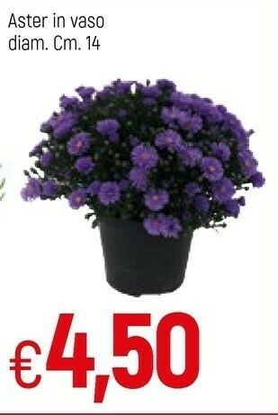 Famila Piante offerta