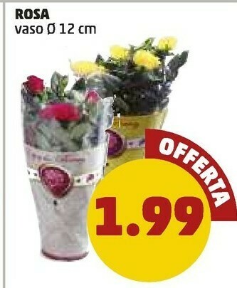 PENNY Rosa offerta