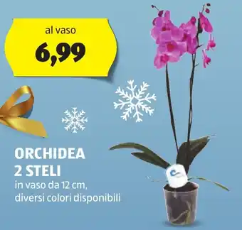 ALDI ORCHIDEA 2 STELI offerta
