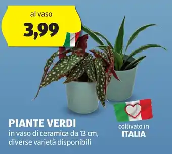 ALDI PIANTE VERDI offerta