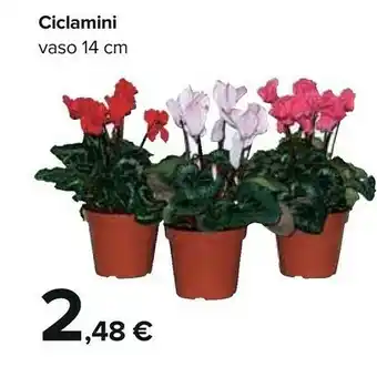 Carrefour Ciclamini Vaso offerta