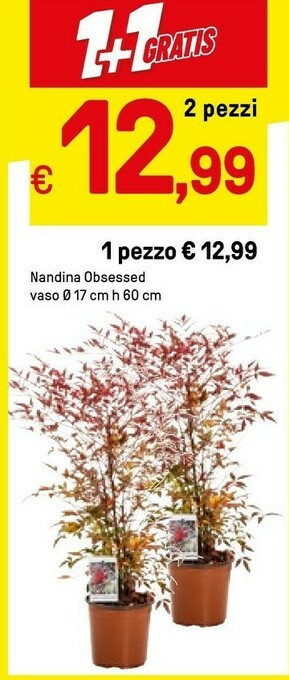 Iper La Grande Piante offerta