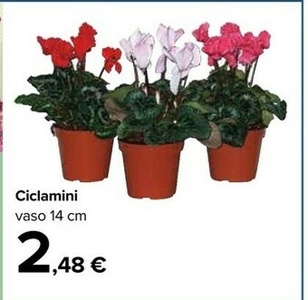 Carrefour Ciclamini Vaso 14 Cm offerta