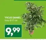 Ficus daniel