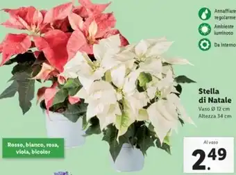 Lidl Stella di natale offerta